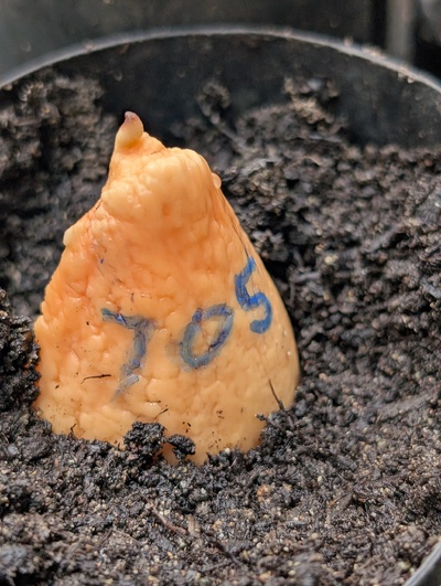 (December 15, 2025) Planted -- In the starter pot