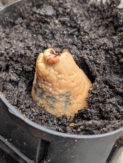 (December 15, 2025) Planted  -- In the starter pot