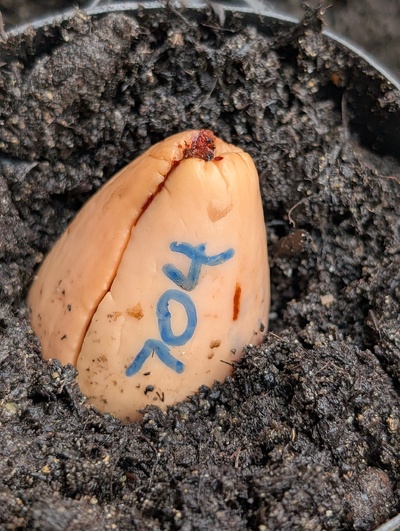 (December 15, 2025) Planted -- In the starter pot