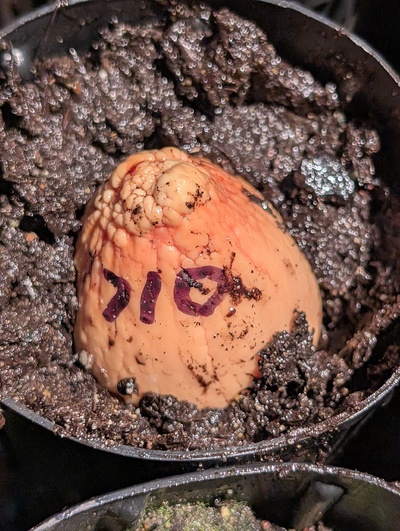 (photo taken December 17, 2025)