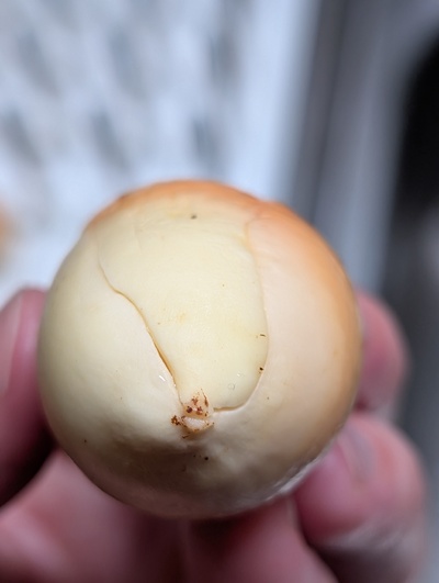 (photo taken December 17, 2025)