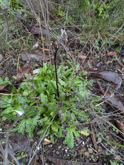 (December 21, 2025) Post-Flood Early Winter -- DEAD