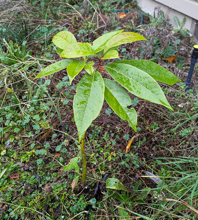 (December 21, 2025) Post-Flood Early Winter -- some cold damage spotting.
