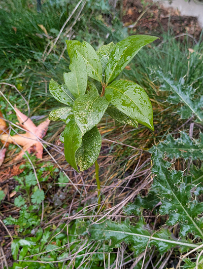 (December 21, 2025) Post-Flood Early Winter -- some cold damage on leaves.
