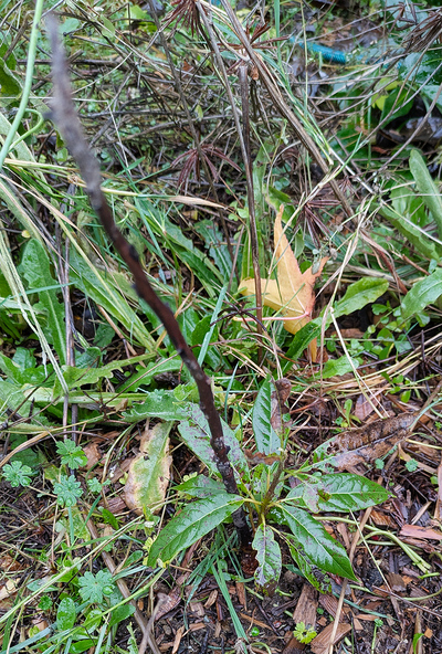 (December 21, 2025) Post-Flood Early Winter -- Nearly Dead - died back to ground level.
