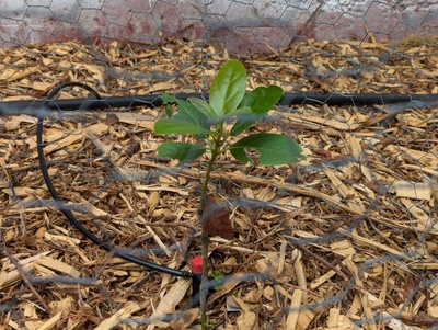 (December 28, 2025) Pre-autumn progress photo (2025-09-02) -- Stayed small, but looking healthy!