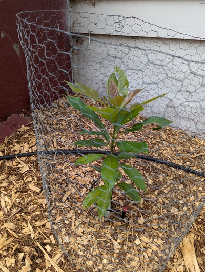 (December 28, 2025) Pre-autumn progress photo (2025-09-02) -- Filled out nicely. Some slight pest damage on a handful of leaves, but overall healthy.