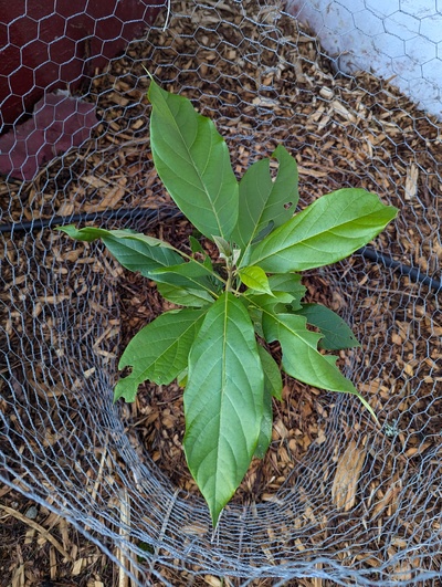(December 28, 2025) Pre-freeze progress photo (2025-12-15) -- Almost filled up the chicken wire cage!