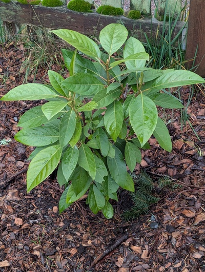 (January 12, 2026) Update -- Spring flush already starting 