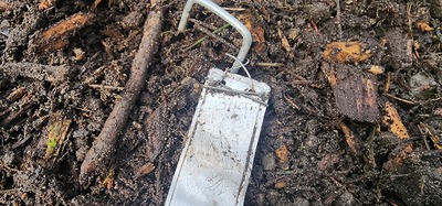 (January 21, 2026) 2025 spring, summer, and slight winter update -- Planted in the spring of March 17th, 2025. I did not realize how to make an update previously, so this will encompass all of 2025 and end with the most recent picture and observations at the beginning of 2026.
