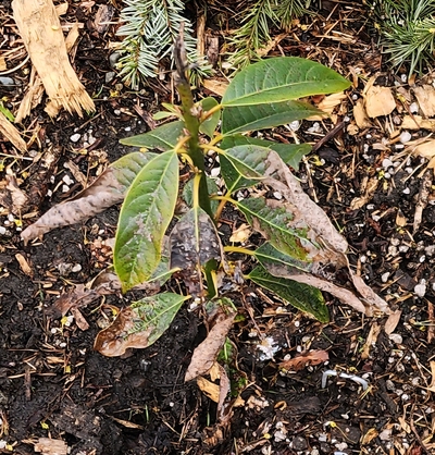 (January 21, 2026) One month update #349 -- April 21st, 2025
A little over one month after planting. The tree originally had some burnt leaves so it doesn't look the best here, but it is sprouting at leaf nodes.