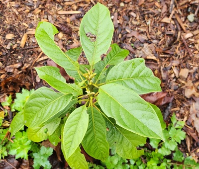 (January 21, 2026) #349 After some freezing -- January 2nd, 2026
This is how #349 looks after a couple of very light freezes. It has been an exceptionally warm winter so far and there is no visible damage from frost/freezing that I can see.