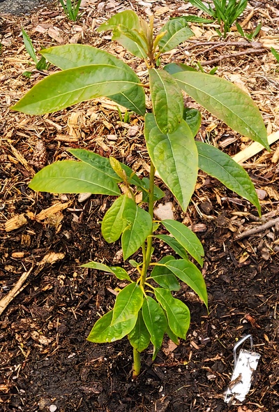 (January 21, 2026) #401 one month update -- April 21st, 2025
A little more than one month has passed. Some nice growth pushing out. 