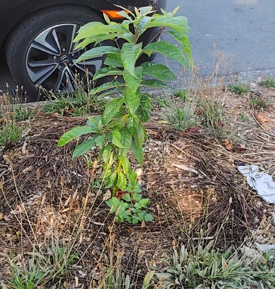 (January 21, 2026) #401 late summer update -- September 3rd, 2025
Late summer update shows (surprisingly) #401 has shot up quite a bit! Looking lush and vibrant!