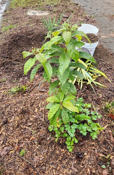 (January 22, 2026) #401 early winter update -- January 2nd, 2025
#401 after two light frosts. There appears to be some browning on some leaves, but honestly I am unsure if the burnt looking bits are from the (very) light freeze/frosts we have had here in South Puget Sound, WA.
