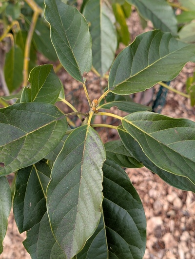(January 26, 2026) Update -- Close-up of a rootstock branch