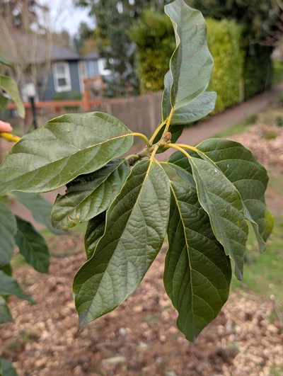 (January 26, 2026) Update -- Close-up of a Jade branch after the recent freezes.