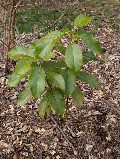 (January 26, 2026) Update -- Minor cosmetic damage after recent hard freezes.