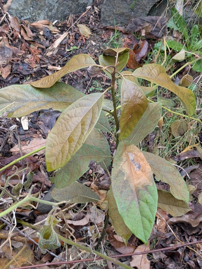 (January 26, 2026) Update -- Showing quite a bit of damage, not fully killed to ground level.