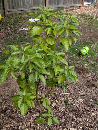 (January 26, 2026) Update -- No sign of damage on rootstock or grafted branches.