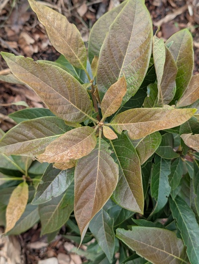 (January 26, 2026) Update -- Seems to be taking more damage this winter than some previous ones, but still nothing more than moderate cosmetic damage so far.