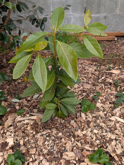 (January 26, 2026) Update -- Minor damage so far, the increased protection from overhanging feijoa and luma bushes seem to be helping it relative to more exposed seed siblings.