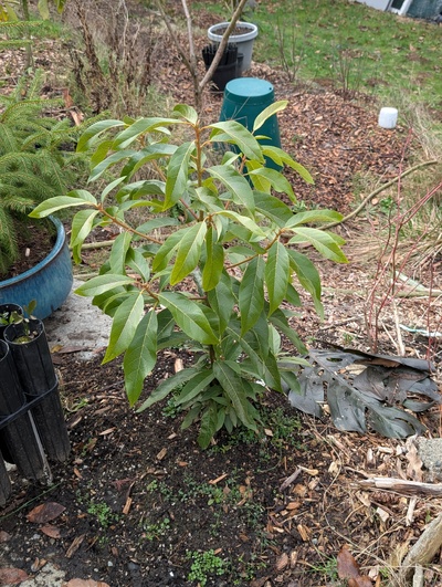 (January 26, 2026) Update -- Less damage than expected based on prior similar freezes in other winters, but may just have a delayed reaction.