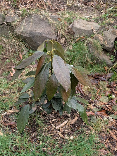 (January 26, 2026) Update -- Looks pretty likely to die back fully to the main trunk or ground level.