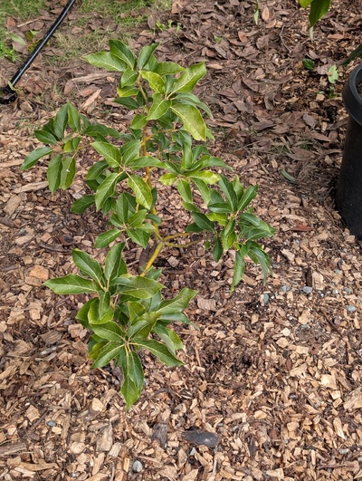 (January 26, 2026) Update -- Some minor damage but nothing serious to the graft