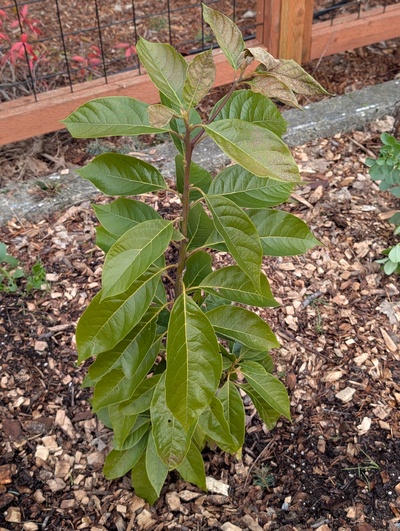 (January 26, 2026) Update -- Some crispy leaves up top but generally in good shape otherwise.