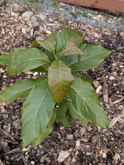 (January 26, 2026) Update -- Looking a little damaged but generally ok.