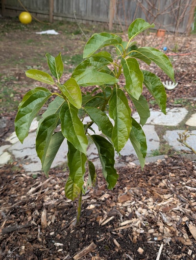 (January 26, 2026) Update -- No sign of damage to the rootstock stem, and the graft looks great.