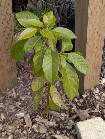 (January 26, 2026) Update -- A little minor cosmetic damage but generally looks pretty good.