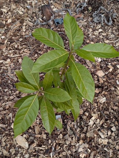 (January 26, 2026) Update -- Only minor freeze damage.