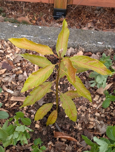 (January 26, 2026) Update -- Not looking promising, the damaged veins show that it's probably not very hardy.