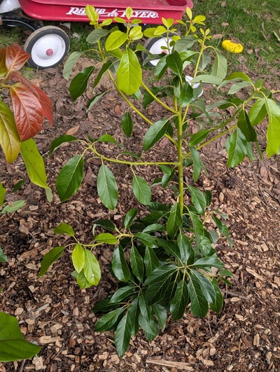 (January 26, 2026) Update -- Graft looks pretty undamaged so far.