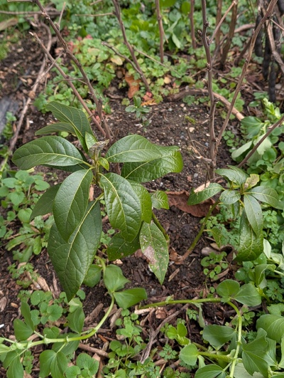 (January 26, 2026) Update -- This one seems very resilient.