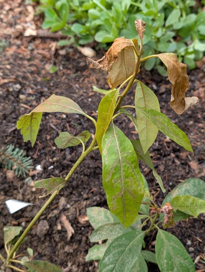 (January 26, 2026) Update -- Some moderate to serious freeze damage.