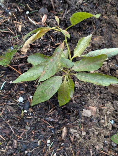 (January 26, 2026) Update -- Looks pretty crispy.