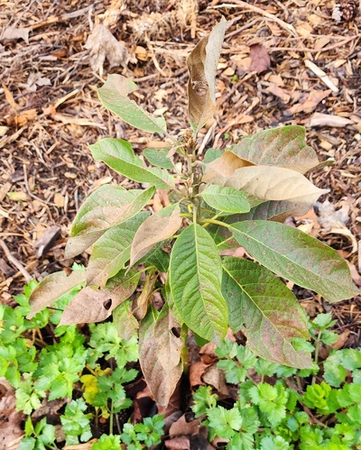 (February 7, 2026) #349 After some more freezing -- January 31st, 2026
#349 Looking a bit sad and crispy now. Overall it has been a very warm winter.