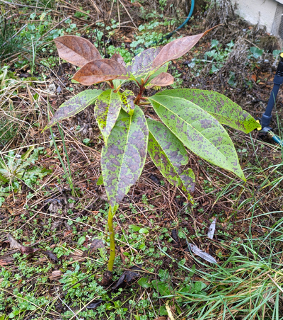 (February 9, 2026) Spring Thaw update -- Dead foliage, severely damaged foliage. Main trunk looking okay. New buds intact.