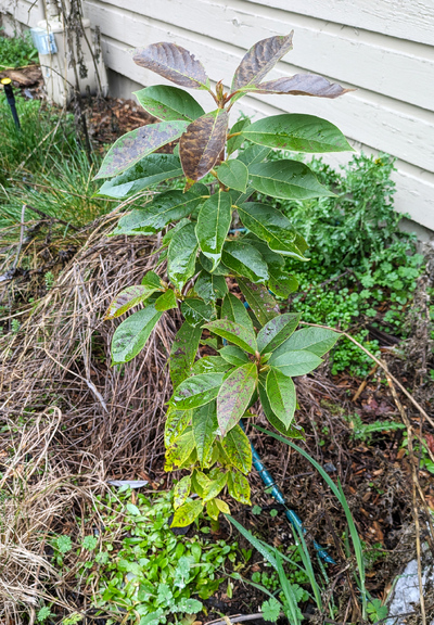 (February 9, 2026) Spring Thaw update -- Top most foliage damaged, some other foliage frost damaged, but some surprisingly intact. Overall very intact.