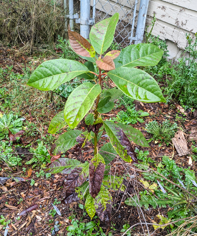 (February 9, 2026) Spring Thaw update -- Some severe foliage damage. Some very intact. Odd pattern, but core tree is intact.