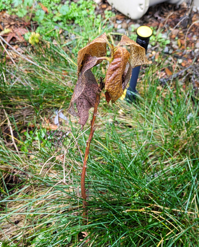 (February 9, 2026) Spring Thaw update -- A lot of die back. Struggling growth overall, but main stem very intact.