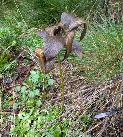 (February 9, 2026) Spring Thaw update -- Very bad foliage die off. Overall tree remains small. Main stem intact.