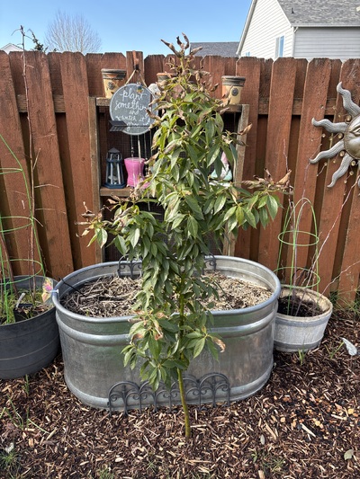 (February 12, 2026) Mid winter 2026 -- Our winter has been more mild than usual and the tree has been growing most of the winter. Recently we've had some frosty mournings, done dropping into the mid 20's. The newer growth was damaged, but very minimal stem damage. There are already new leaves forming to take their place. 