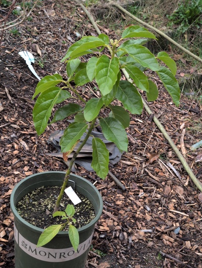 (February 14, 2026) Tree assigned -- ...and distributed.