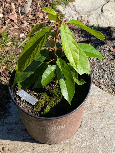 (February 16, 2026) Tree assigned -- ...and distributed.