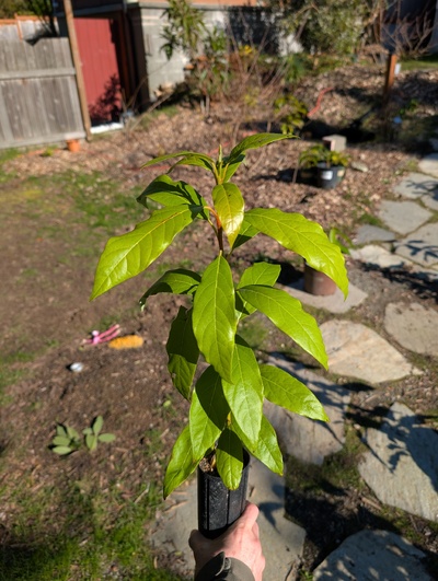 (February 16, 2026) Tree assigned -- ...and distributed.