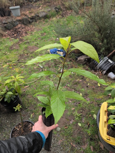 (February 16, 2026) Tree assigned -- ...and distributed.